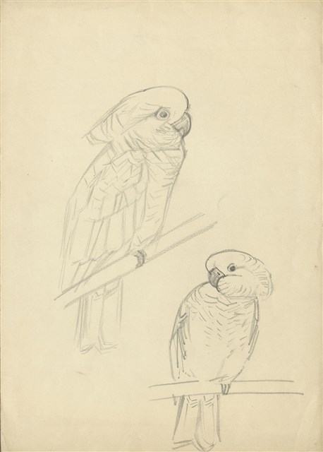 藏品:(1)鸚鵡；(2)模特兒的(1)張圖片
