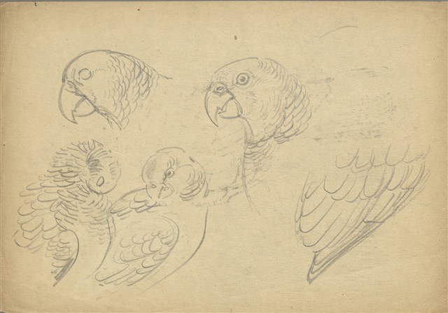 (1)鸚鵡；(2)鸚鵡的焦點圖