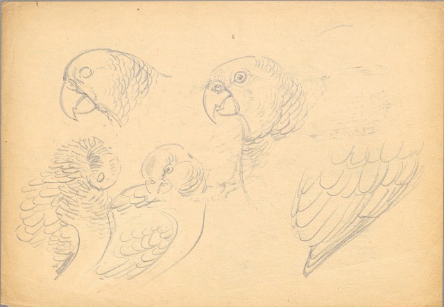 藏品:(1)鸚鵡；(2)鸚鵡的(3)張圖片