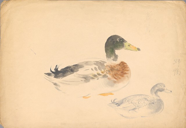 藏品:(1) Egret; (2) Wild Duck的(1)張圖片