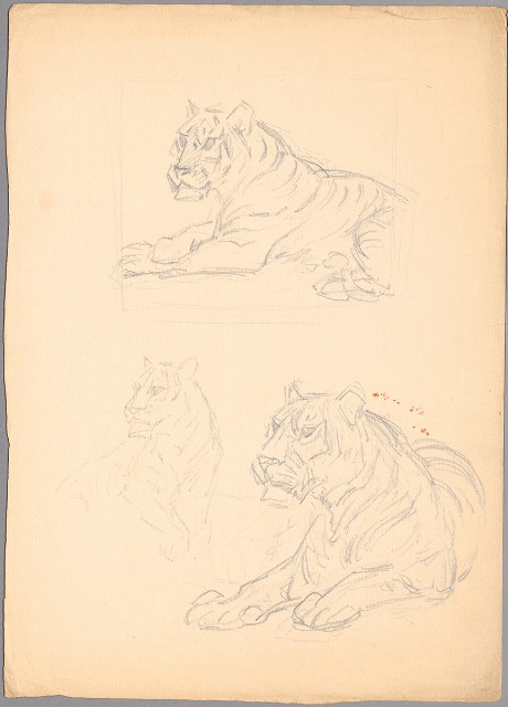 藏品:(1)虎一坐一獅；(2)老虎坐姿的(1)張圖片