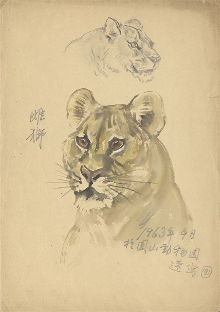 藏品:(1)雌獅（彩色）；(2)虎樹草稿的(3)張圖片