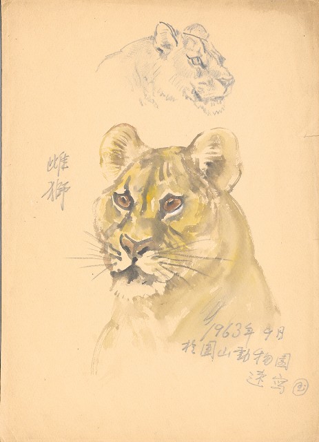藏品:(1)雌獅（彩色）；(2)虎樹草稿的(2)張圖片