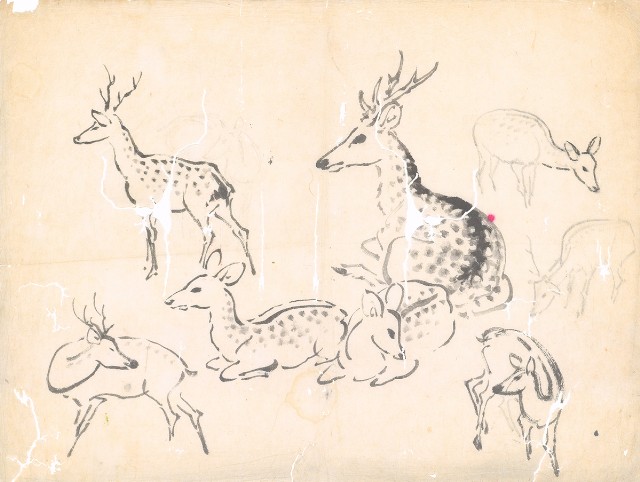 藏品:小雄雌鹿各 姿態的(1)張圖片