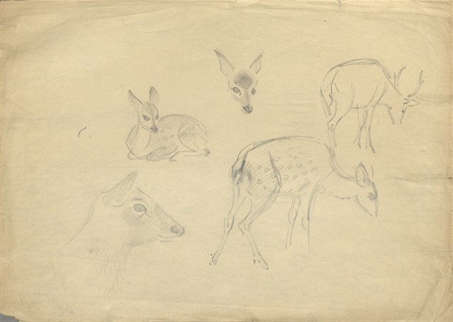 藏品:(1)小鹿；(2)小樹的(3)張圖片