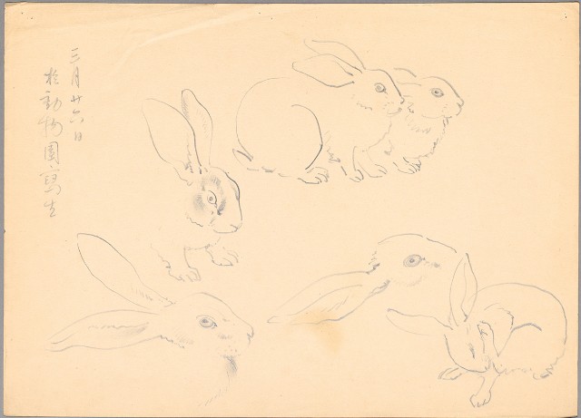 兔群的焦點圖
