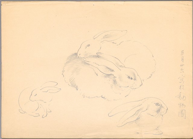 藏品:兔子的(1)張圖片