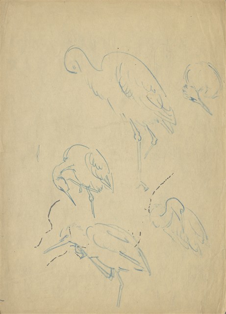 藏品:(1)鷺鷥 （各姿態）；(2)鷺鷥 （各姿態）的(1)張圖片