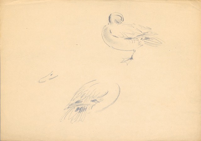 藏品:(1)鶴；(2)小水鴨的(1)張圖片