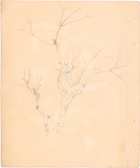 藏品:(1)鶴頂蘭(水彩)；(2)櫻樹枝(鉛描)的(1)張圖片