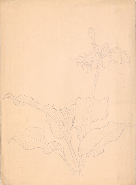 藏品:玉簪花的(1)張圖片