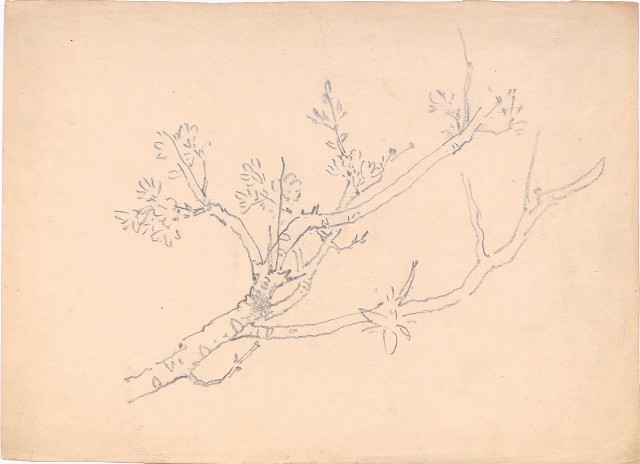 藏品:櫻花樹的(1)張圖片