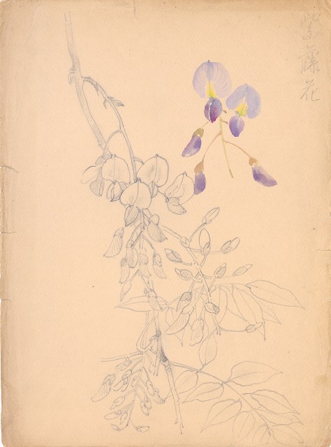 藏品:紫藤花的(1)張圖片
