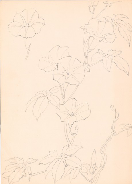 藏品:(1) Japanese Morning Glory; (2) Lotus Leaf的(3)張圖片