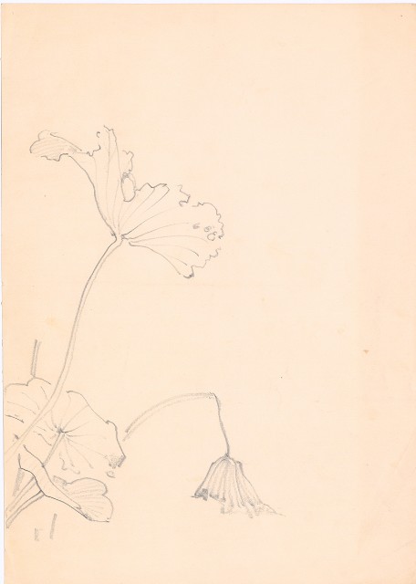 藏品:(1) Japanese Morning Glory; (2) Lotus Leaf的(2)張圖片