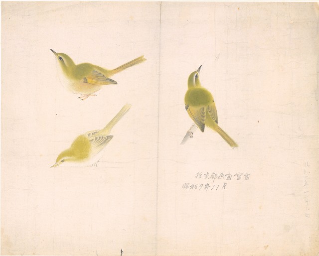 藏品:(1)鳥；(2)鳥的(2)張圖片