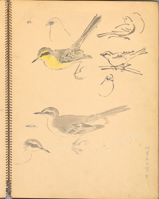 藏品:鳥、花、機械044的(18)張圖片