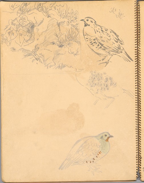 藏品:鳥、花、機械044的(22)張圖片