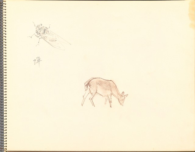 藏品:鷺、羊、鹿、海景等049的(13)張圖片