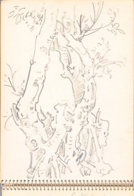 藏品:老樹幹、高山、鯨魚洞等061的(16)張圖片