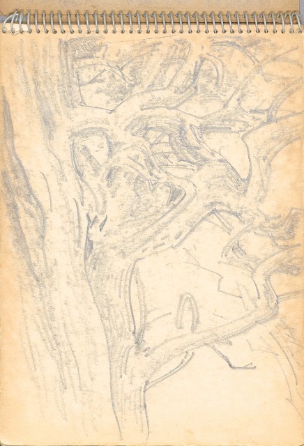 藏品:老樹幹、高山、鯨魚洞等061的(30)張圖片